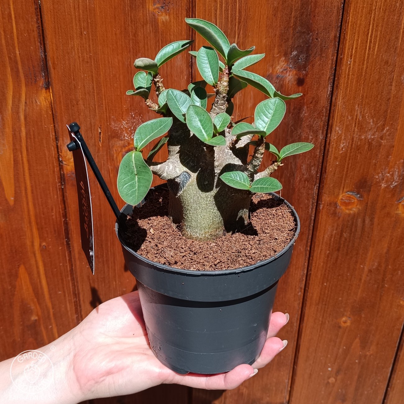 Obrázok Adenium (Adenium obesum) ‘ANSU BAOBAB’ - výška 10-15 cm, kont. C1L